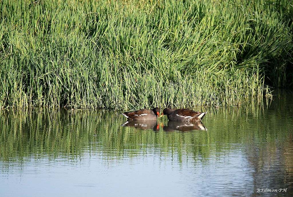 Gallinelle d''acqua, un incontro molto tenero!!!